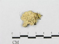 藏品()的圖片