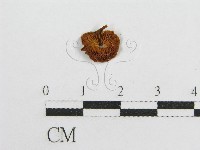 藏品(微皮傘屬)的圖片