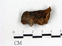 藏品(木耳屬)的圖片