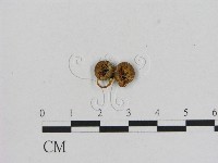 藏品(小菇屬)的圖片