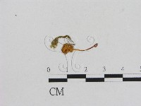 藏品(小菇屬)的圖片