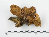 藏品(杯傘屬)的圖片