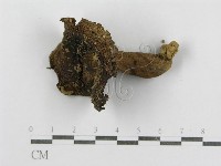 藏品(紅菇屬)的圖片