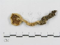 藏品(紅菇屬)的圖片