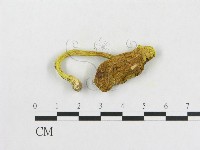藏品()的圖片