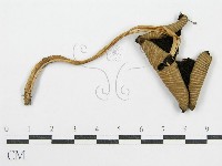 藏品(鬼傘屬)的圖片