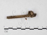 藏品(發光小菇)的圖片