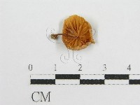 藏品(微皮傘屬)的圖片