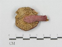 藏品(紅菇屬)的圖片