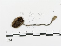 藏品(傘菌屬)的圖片