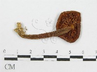 藏品(粉褶菌屬)的圖片