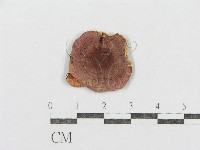 藏品(紅菇屬)的圖片