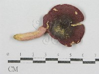 藏品(紅菇屬)的圖片