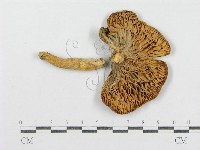 藏品(紅菇屬)的圖片