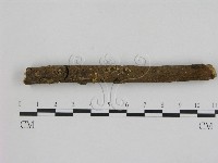 藏品(小菇屬)的圖片