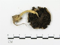 藏品(傘菌屬)的圖片