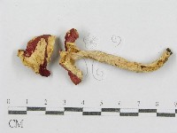 藏品(紅菇屬)的圖片