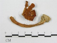 藏品(粉褶菌屬)的圖片