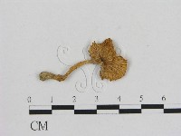 藏品(小菇屬)的圖片