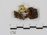 藏品(乳菇屬)的圖片