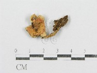 藏品(紅菇屬)的圖片