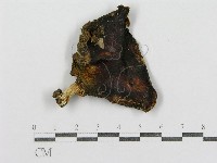 藏品(紅菇屬)的圖片