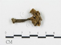 藏品(喇叭菌屬)的圖片