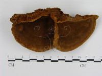 藏品(纖孔菌屬)的圖片