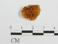 藏品(微皮傘屬)的圖片