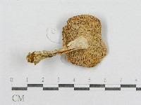 藏品(紅菇屬)的圖片