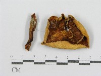 藏品(紅菇屬)的圖片