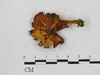 藏品(小菇屬)的圖片