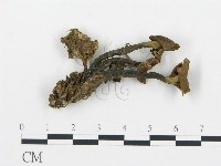 藏品(喇叭菌屬)的圖片