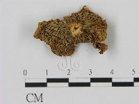 藏品(乳菇屬)的圖片