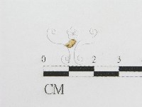 藏品(微皮傘屬)的圖片