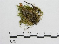 藏品(盔孢傘屬)的圖片