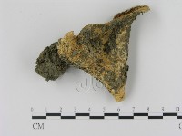 藏品(乳菇屬)的圖片