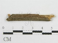 藏品(微皮傘屬)的圖片