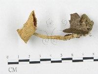 藏品(杯傘屬)的圖片