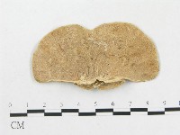 藏品(硬孔菌屬)的圖片