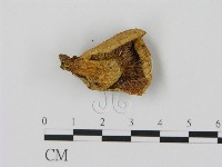 藏品(乳菇屬)的圖片