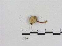 藏品(小菇屬)的圖片