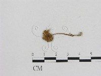 藏品(小菇屬)的圖片