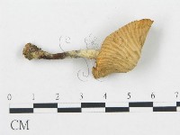 藏品(杯傘屬)的圖片