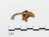 藏品(傘菌屬)的圖片