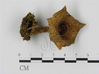 藏品(乳菇屬)的圖片