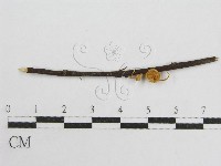 藏品(微皮傘屬)的圖片