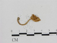 藏品(小菇屬)的圖片