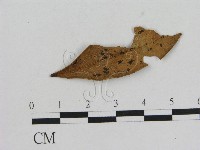 藏品(小菇屬)的圖片