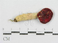 藏品(紅菇屬)的圖片